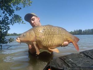 Common Carp