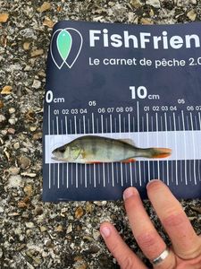 European Perch