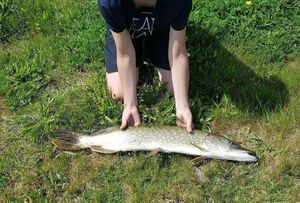Northern Pike