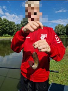 Black Bullhead