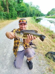 Largemouth Bass