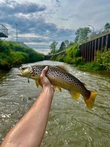 Brown Trout