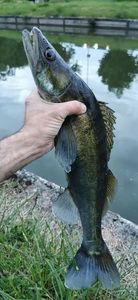Zander
