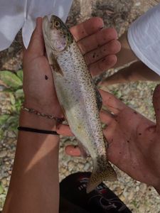 Rainbow Trout
