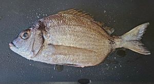 White Seabream