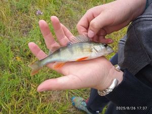 European Perch