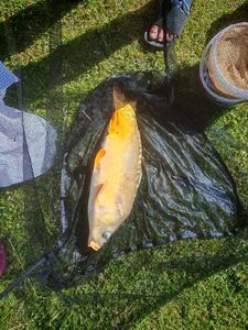 Mirror Carp