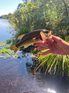 Largemouth Bass