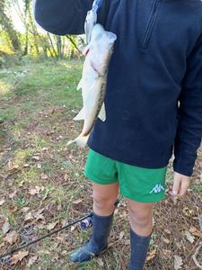 Largemouth Bass