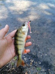 European Perch