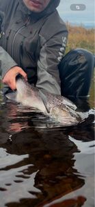 Sea Trout