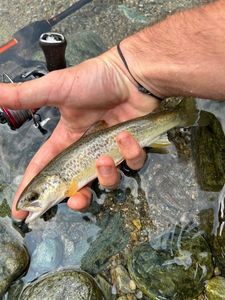 Brown Trout