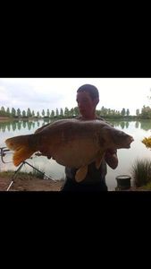 Mirror Carp