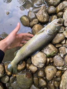 Brown Trout