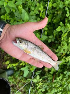 Brown Trout
