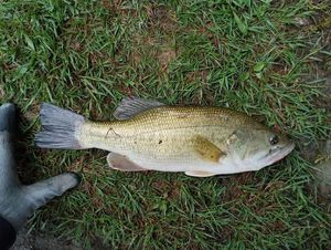 Smallmouth Bass