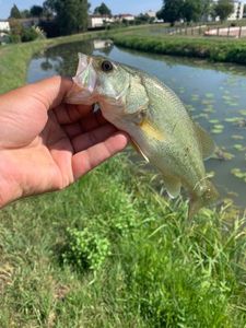 Largemouth Bass