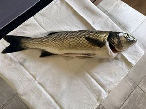 European Bass (Seabass)