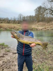 Rainbow Trout