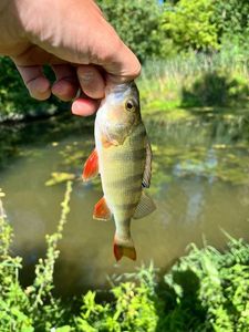 European Perch