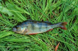 European Perch
