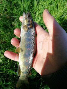 Brown Trout