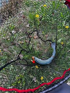 Rainbow Trout
