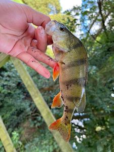 European Perch