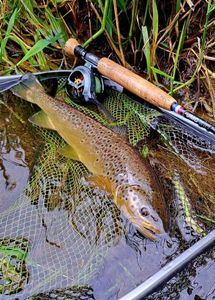 Brown Trout