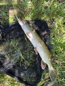 Northern Pike