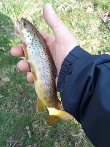 Brown Trout