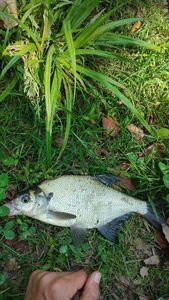 Common Bream