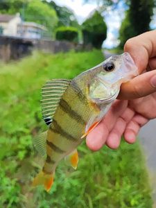 European Perch