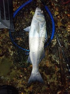 European Bass (Seabass)