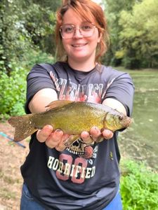 Tench