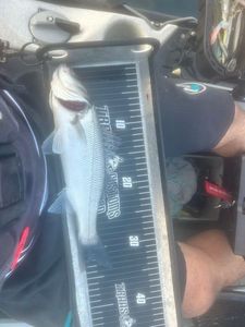 European Bass (Seabass)