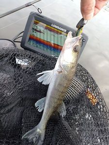 Zander