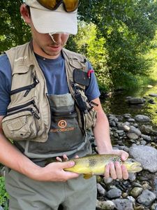 Brown Trout