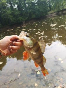European Perch