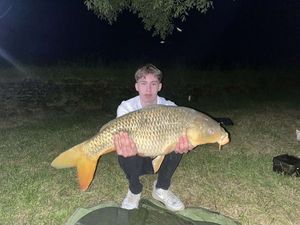 Common Carp