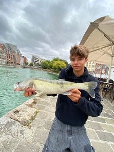 Zander