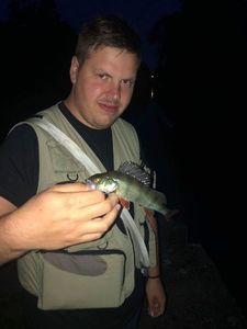 European Perch