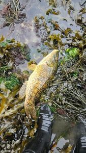 Ballan Wrasse