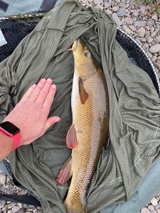 Barbel