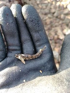 Giant Goby