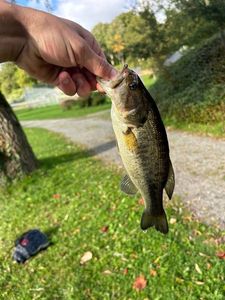 Largemouth Bass