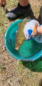 Tench
