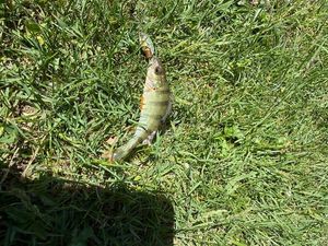 European Perch