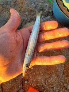 Obtuse Barracuda