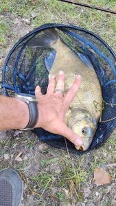 Common Bream